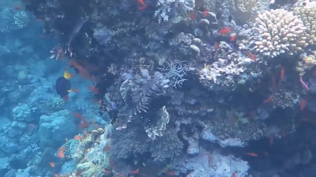 Marsa Alam November 2017 смотреть онлайн