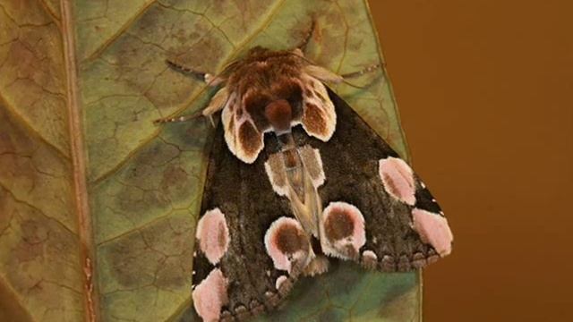 AMARE LA NATURA 2 - Falene italiane смотреть онлайн