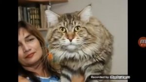 Смешная песенка про кота!