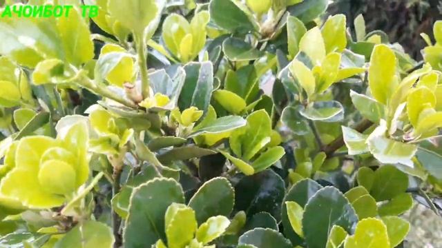 🇹🇯Навруз муборак!🎍 бахор дар Точикистон.🇹🇯 смотреть онлайн