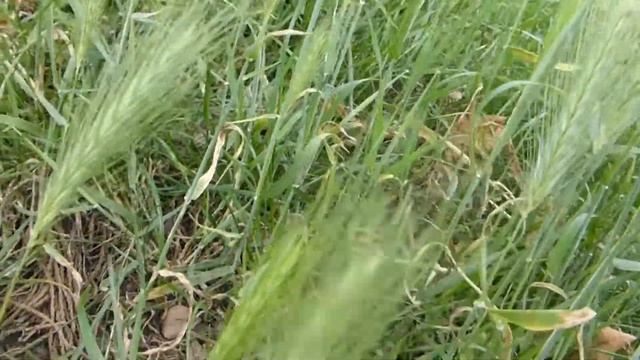 Hordeum jubatum - Foxtail barley - Skrautstrá - Silkibygg - Villiplöntur - Strá смотреть онлайн