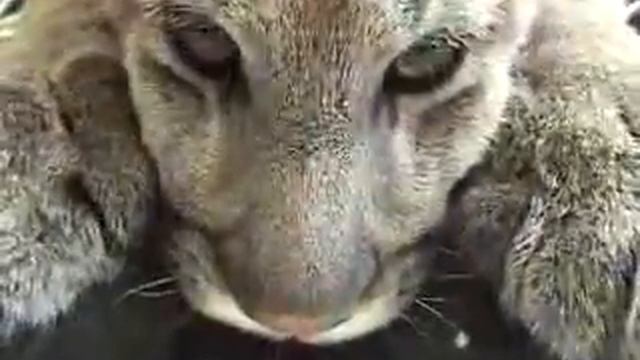 ПУМЕНОК))) смотреть онлайн