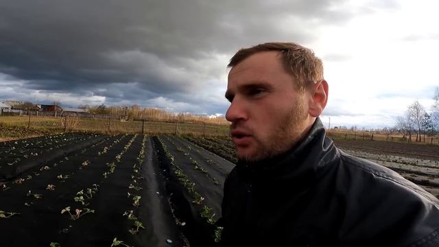 Високий дохід від полуниці: Чому вона займає першу позицію? смотреть онлайн