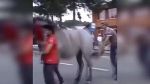 лошадь лягнула человека на маскараде / the horse kicked the man at the masquerade