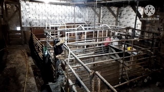Первые свиноматки заселились в станки для опороса. Резко пришла зима и заметает уже сутки. смотреть онлайн