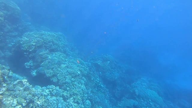Marsa-Alam, Abu Dabbab, Malikia reef смотреть онлайн