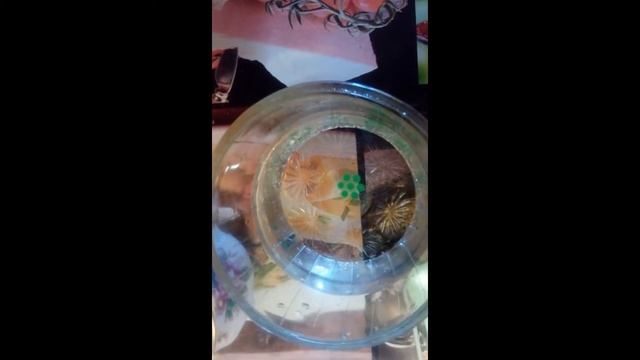 Бессмертие контакта с другой планетой и цивилизацией смотреть онлайн