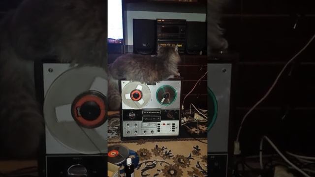 Котам и Юпитер 202