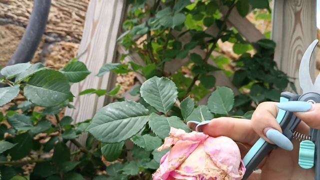 Прогулка по моему саду. часть 1 смотреть онлайн