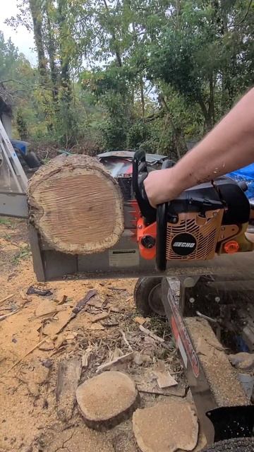 Mild Modded Echo cs590 in hard wood #portedchainsaw смотреть онлайн