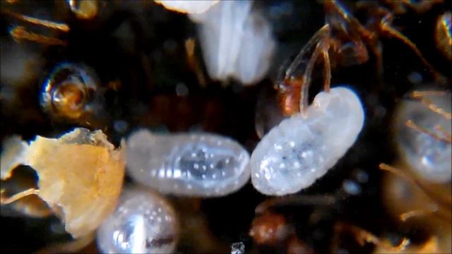 Ants - Pheidole Noda : Birth of an ant смотреть онлайн
