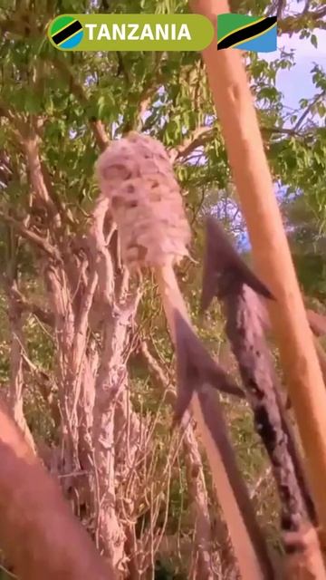Hadzabe Tribe: 🇹🇿 Bushmen 🏹 Made it with Money again | 🇹🇿Tanzania смотреть онлайн
