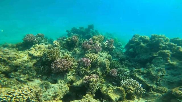 Snorkeling In Hurghada - Hotel Mercure