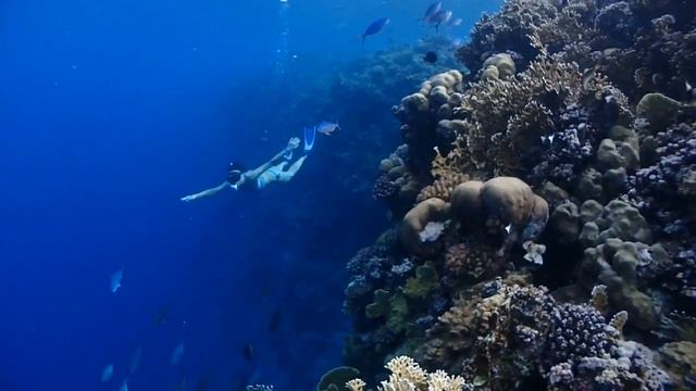 2018.07.01. - Sh modré | Flamenco Beach & Resort (Marsa Alam) смотреть онлайн