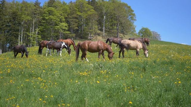 Animal planet. Horse. Video and sound. смотреть онлайн