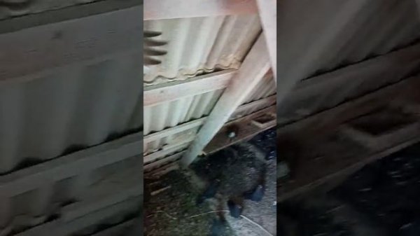 Николаевские лётные голуби