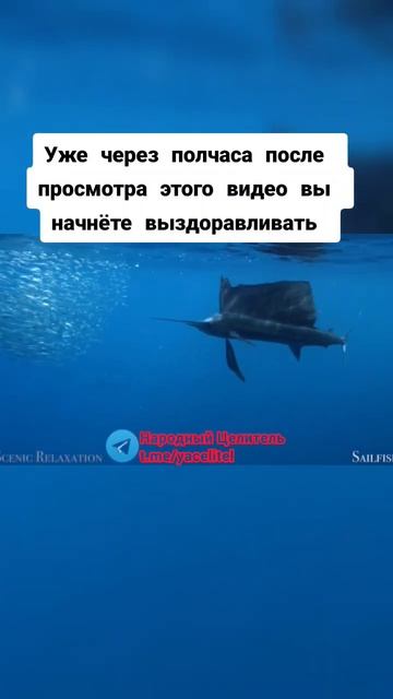 уже через полчаса после просмотра этого видео вы начнёте выздоравливать #аффирмации #аффирмациядня смотреть онлайн