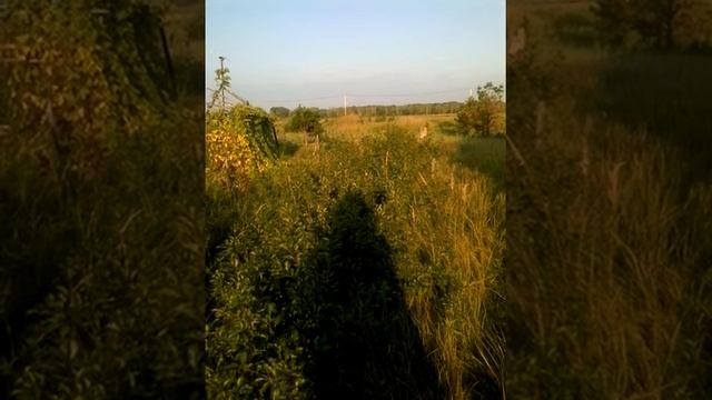 ПРП Имбирень смотреть онлайн