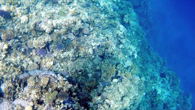 Radisson BLU Hausriff El Quseir, Ägypten 04/2023