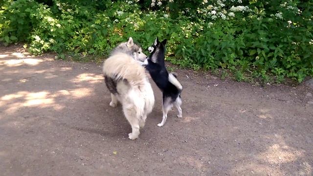 Хаски и минихаски. Часть 3. Общение. смотреть онлайн