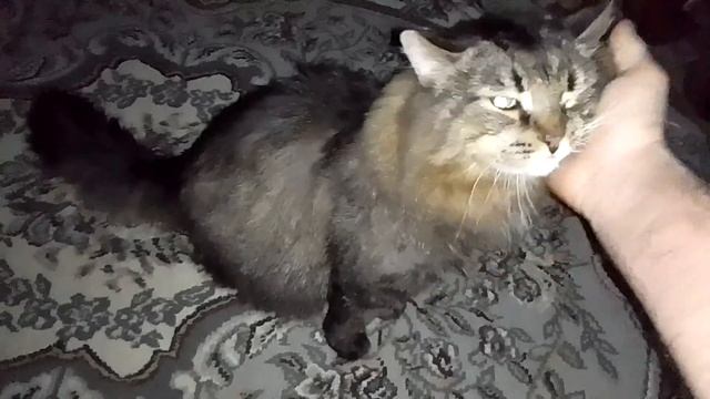 Кот Марс. Пришёл пожелать доброго утра. В 4 утра. смотреть онлайн