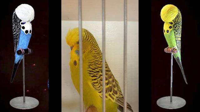 World Online Budgie Show inscription 30 WOBS Budgie Planet 2021 смотреть онлайн