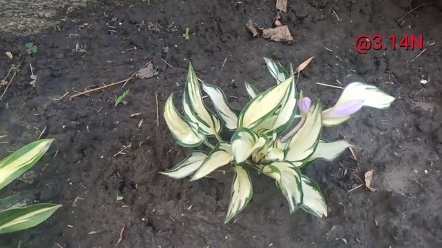 ☘️хоста Fireworks#petrnovar #запорожье #hostas #хосты #репортаж