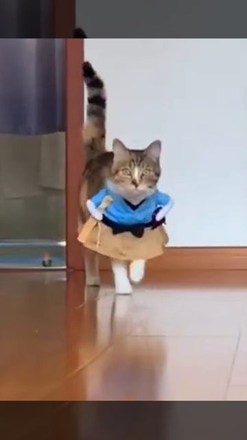 Кот ходячий прикол смотреть онлайн