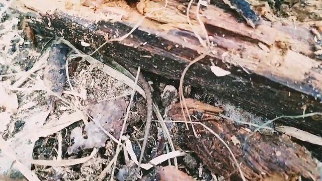 ПОЙ ВЕСНА|ДАЧНАЯ АТМОСФЕРА смотреть онлайн