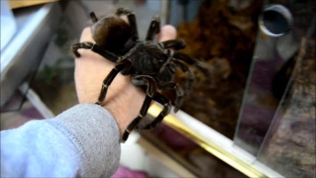 P.nigricolor, adult female handling - טרנטולת הזוהר הכחול, נקבה בוגרת смотреть онлайн