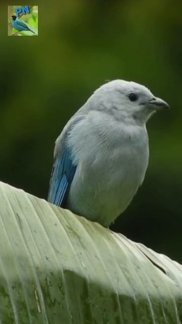 Blue Gray Tanager || Planet N Nature #shorts смотреть онлайн
