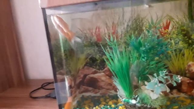 Видео про золотушек НЕ в пруду смотреть онлайн
