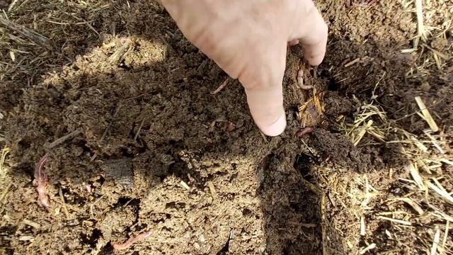 БИОГУМУС ТУРТКУЛЬ Чувалчангларга озука бериш. ☎️ 94 018 80 08 смотреть онлайн