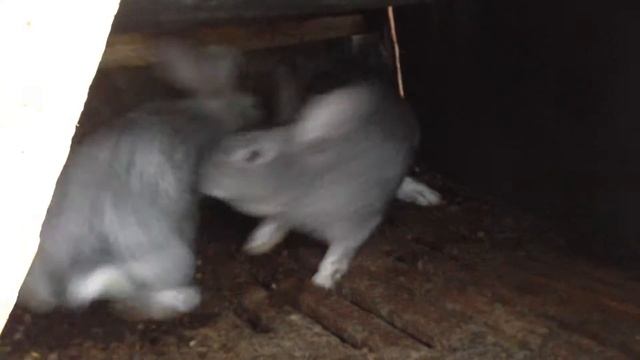 Советская шиншила случка 01.01.2017 смотреть онлайн