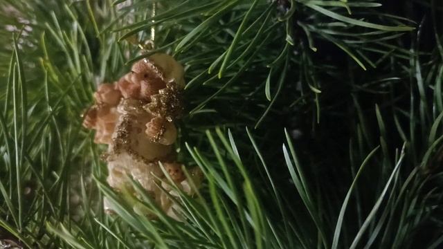 Где правда , Зин_ Мошенники в интернете.