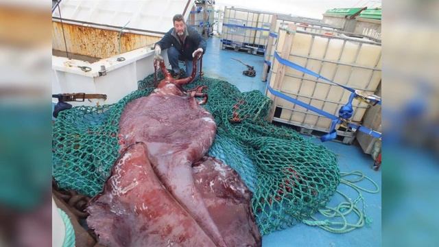 Top 10 Scariest Living Sea Creatures