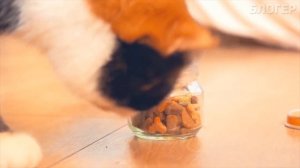 КАНАЛ СЛИВКИ ШОУ ПОТЕРЯЛ ХОМЯКА СТЕПУ | ХОМЯКА СТЕПЫ БОЛЬШЕ НЕТ С КОТОМ КУКИ