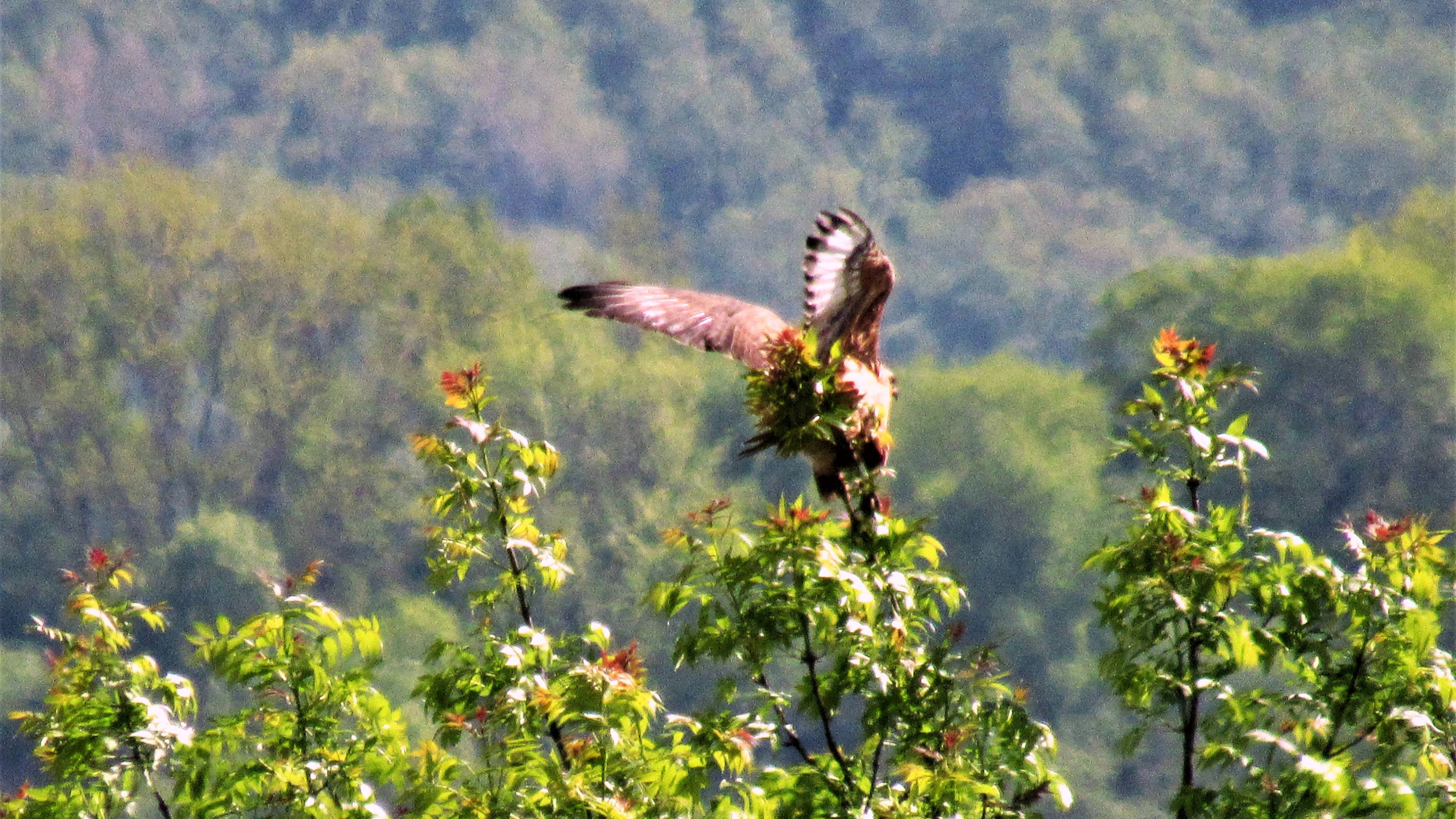 Фотопейзажи Адыгеи(часть первая) смотреть онлайн