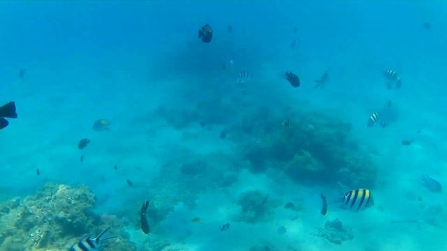 mercure hotel hurghada snorkilinggg in beach смотреть онлайн