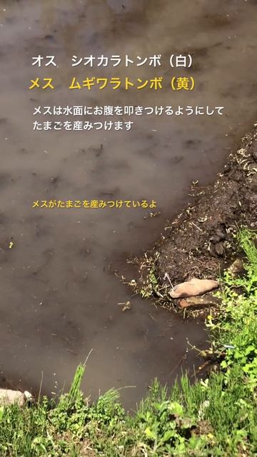 草刈りの日　シオカラトンボ смотреть онлайн