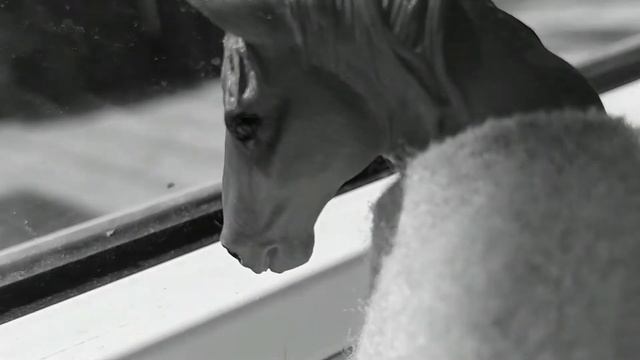 Клип лошадей шляйх смотреть онлайн