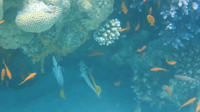 Snorkeling a Sharm el Loly смотреть онлайн