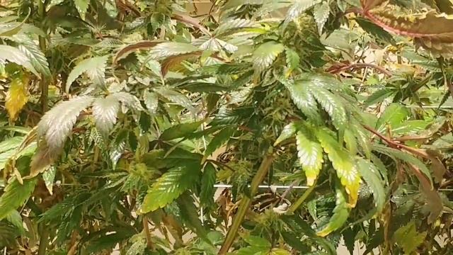 Day 48 of flower Spectrum king 600 watt grow смотреть онлайн