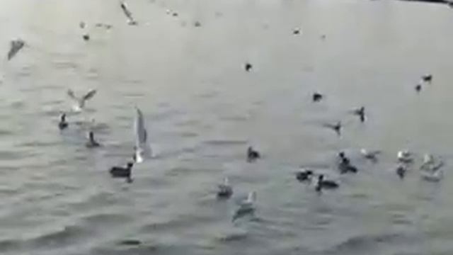 Pescărușii la mangalia 2014 смотреть онлайн