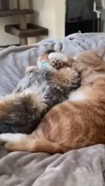 #кот #котики #смешно #юмор #мемы #приколы #когти #милые #любимые #животные #весело #милота #shorts смотреть онлайн