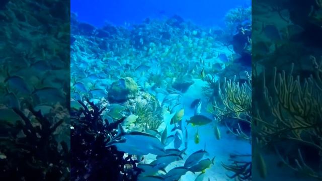 Удивительный подводный мир смотреть онлайн