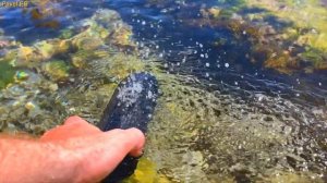 TRIBIT XSOUND PLUS 2 [#OnlyFlex]