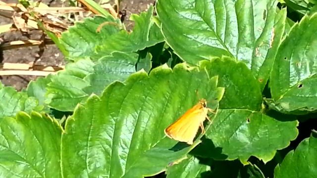 Клубника смотреть онлайн