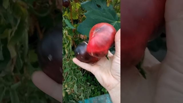 Сорт помідорів Сержант Пеппер - улюбленець, красунчик врожайний наш.