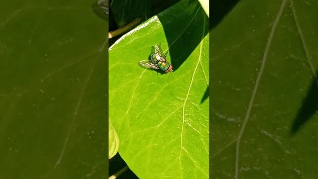 Lucilia sericata südliche Hybride (Asien,Afrika) смотреть онлайн